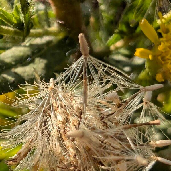 Dittrichia viscosa Fruit