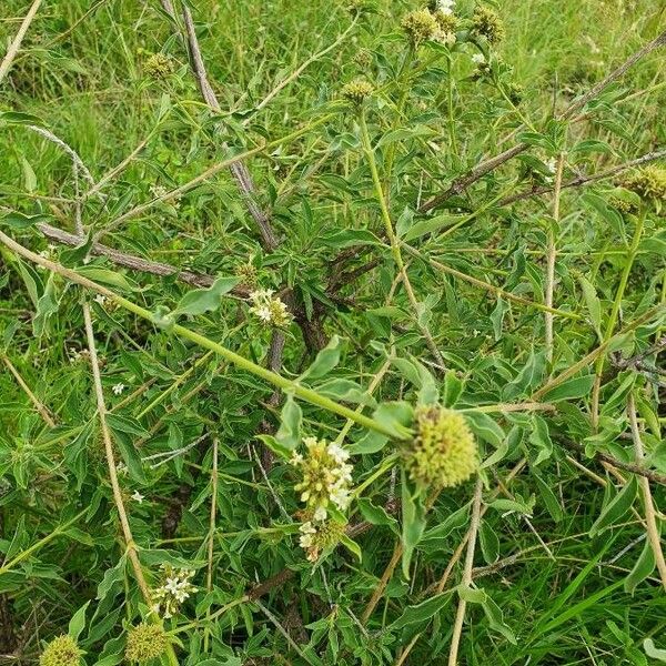 Volkameria eriophylla Other