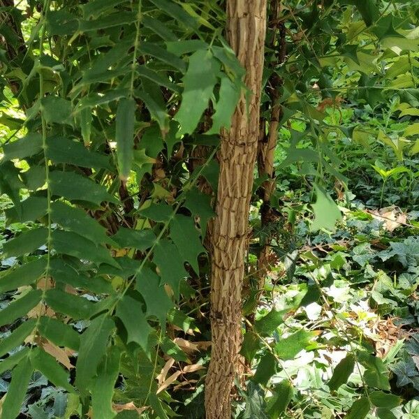 Berberis oiwakensis बार्क (छाल)