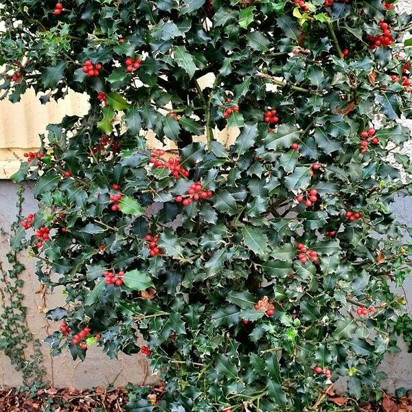 Ilex aquifolium Buveinė