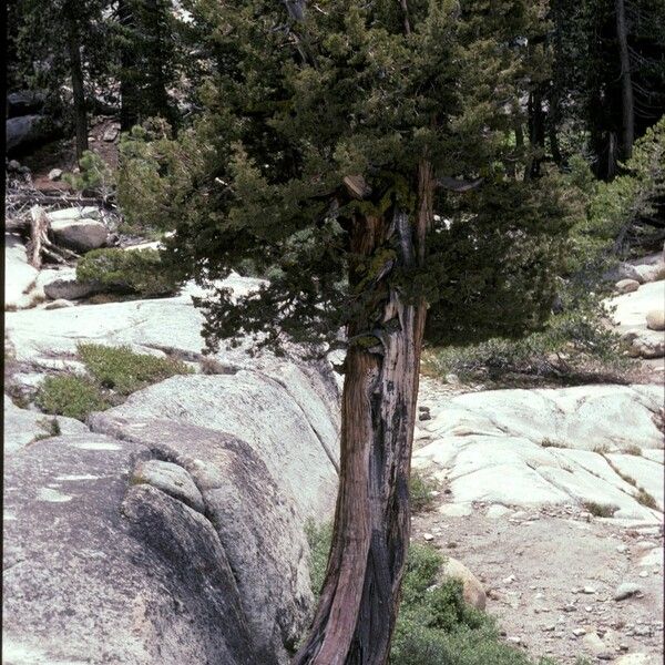 Juniperus occidentalis Характер