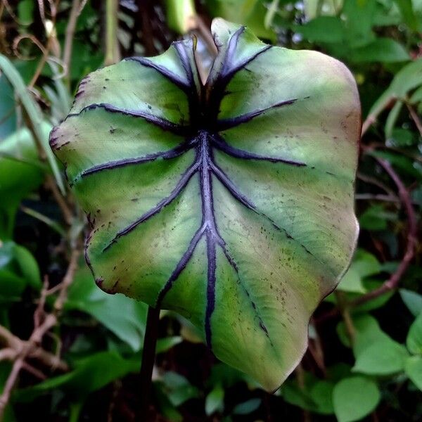 Colocasia esculenta Folha