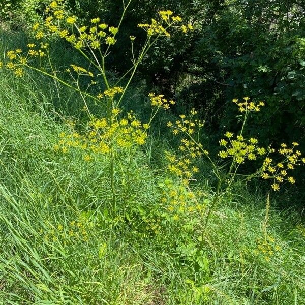 Pastinaca sativa आदत