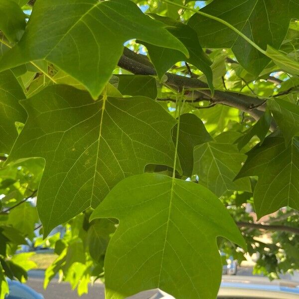 Liriodendron chinense Folha