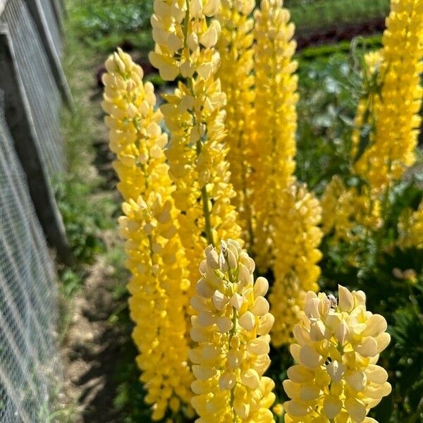 Lupinus arboreus Flower