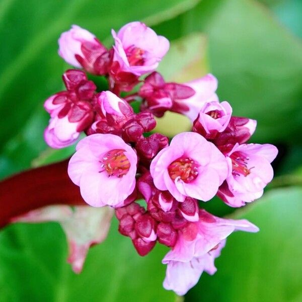 Bergenia crassifolia Kvet