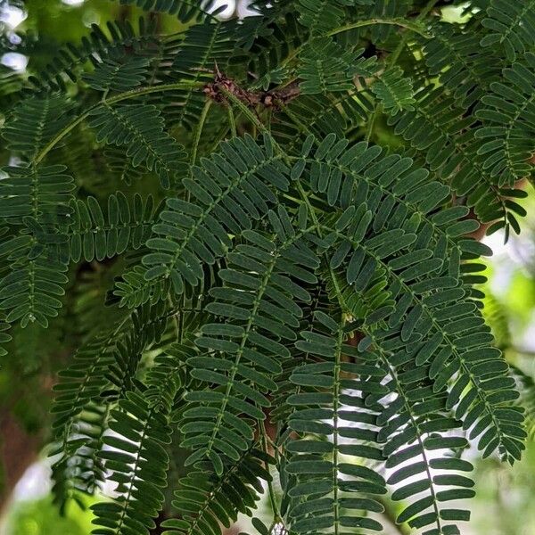 Vachellia farnesiana 葉