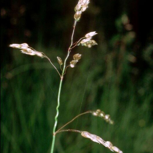 Anthoxanthum nitens फल