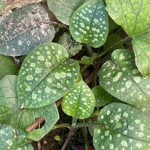 Pulmonaria saccharata Blad