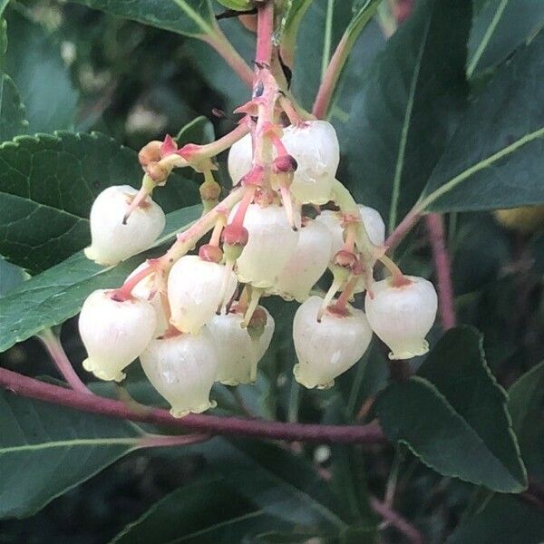 Arbutus unedo 花