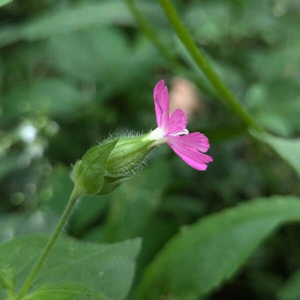 Silene pendula Flor