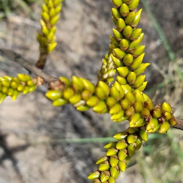 Deuterocohnia longipetala Fiore