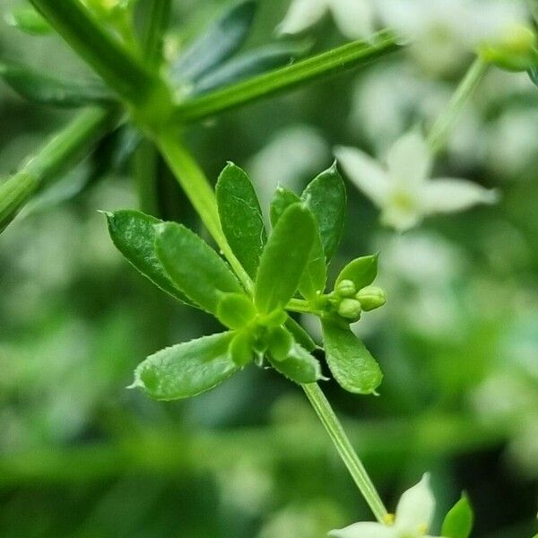 Galium album Folha