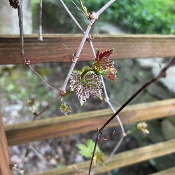 Vitis rotundifolia Hostoa