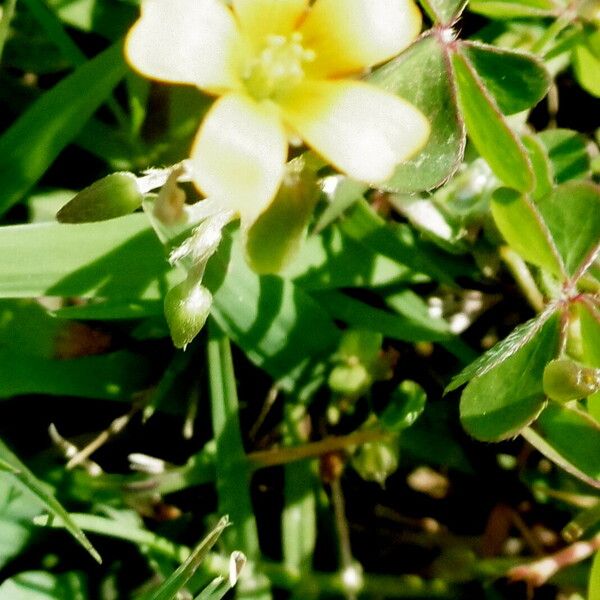 Oxalis corniculata 花