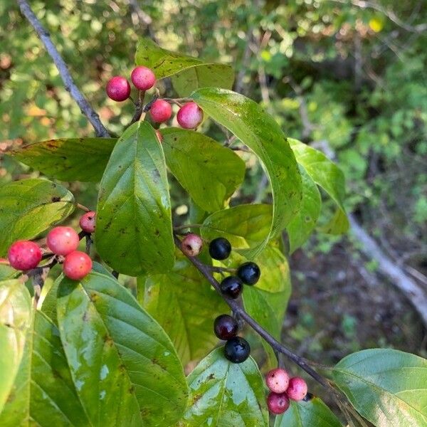 Frangula caroliniana Fruchs