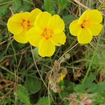 Helianthemum nummularium Fiore