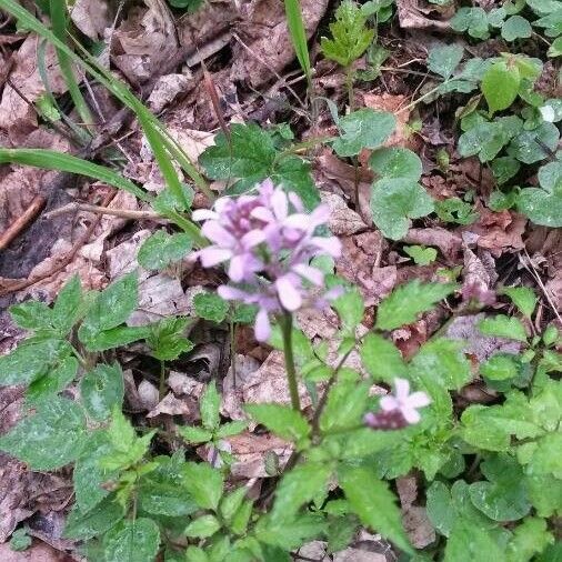 Cardamine chelidonia Kvet