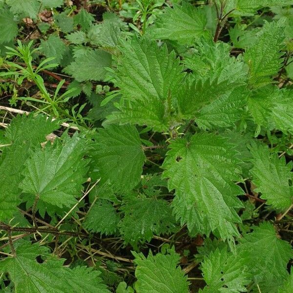 Urtica dioica Leaf