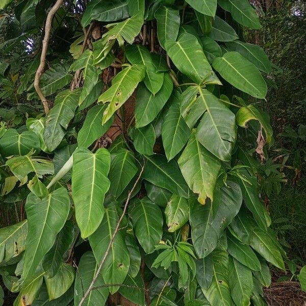 Philodendron sagittifolium Fuelha