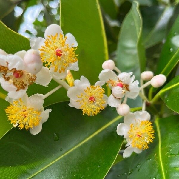 Calophyllum inophyllum Blomma