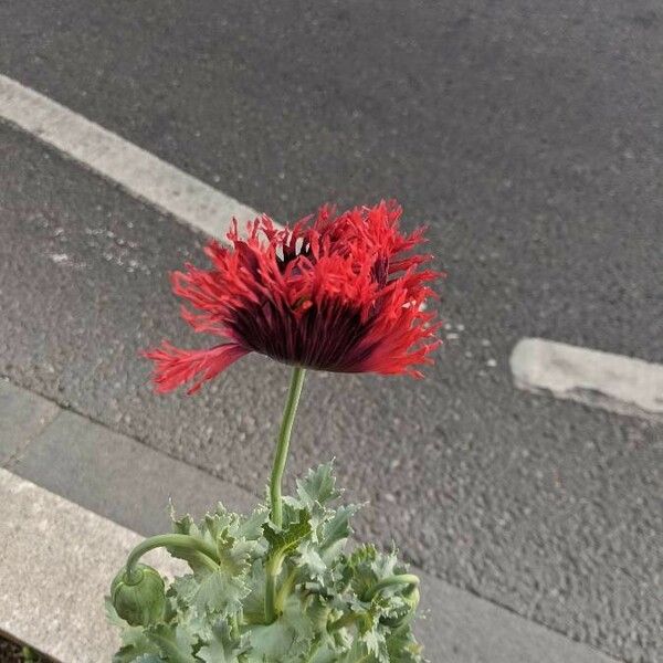 Papaver pinnatifidum ফুল