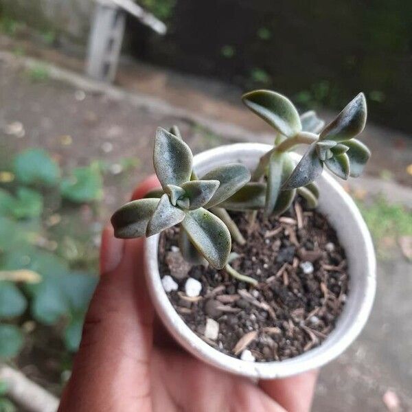 Sedum mendozae Плод