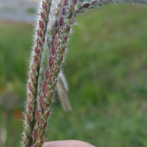 Paspalum urvillei Kvet