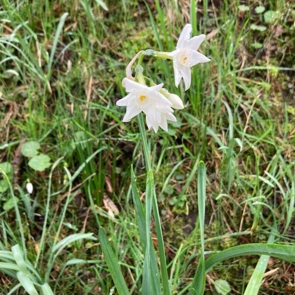 Narcissus papyraceus Bloem