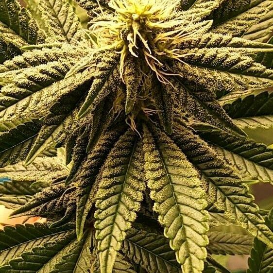 Cannabis sativa Žiedas