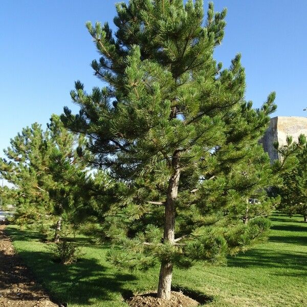 Pinus hartwegii Habitatea