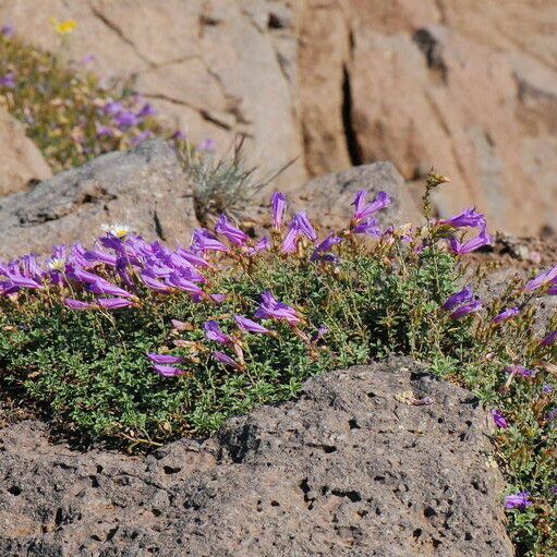 Penstemon davidsonii Vekstform