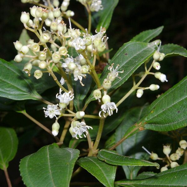 Miconia biperulifera