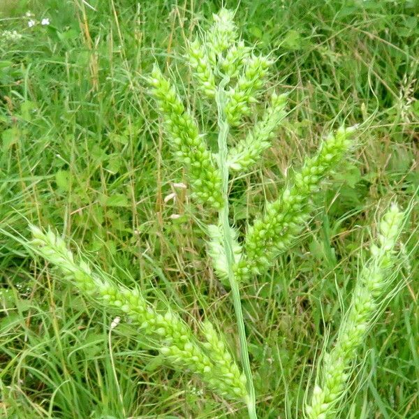 Echinochloa crus-galli Цвят