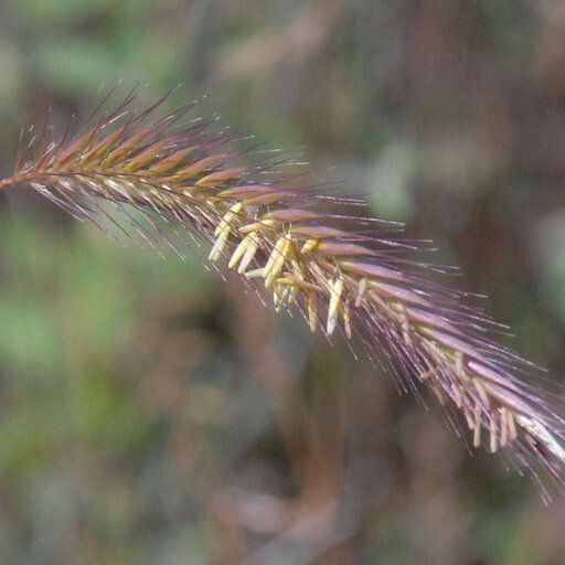 Hordeum brachyantherum Floare