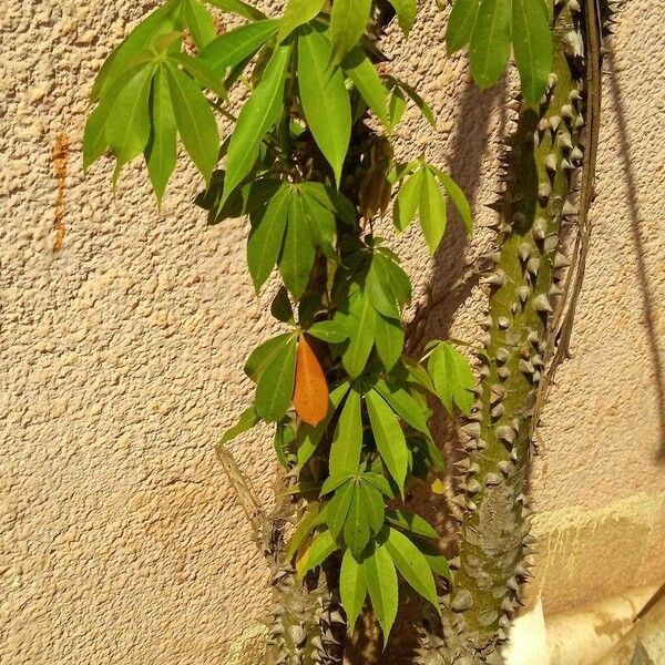 Ceiba pentandra خشب