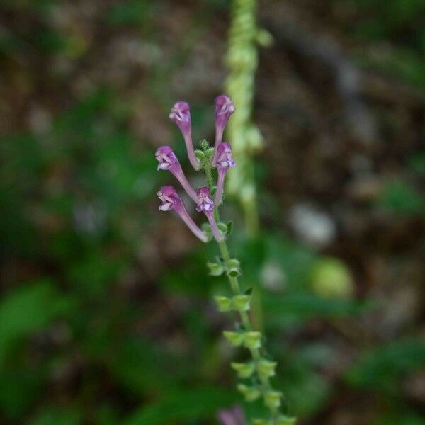 Scutellaria columnae Cvet