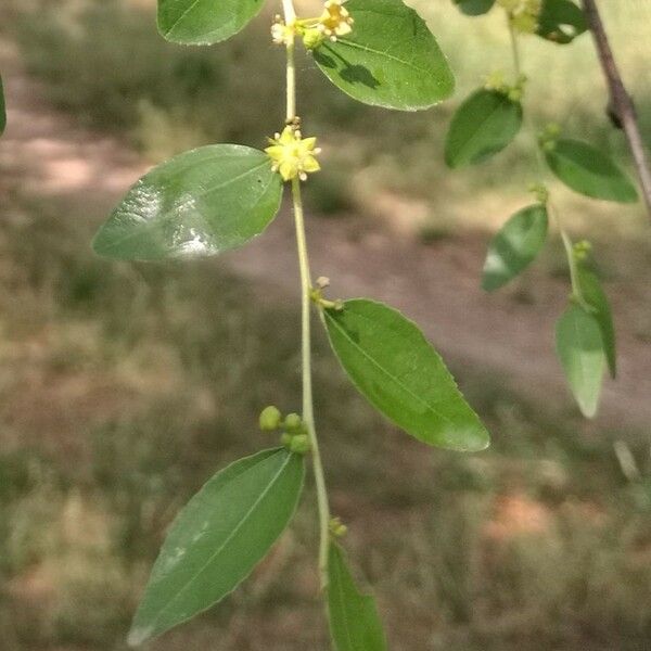 Ziziphus jujuba Blad