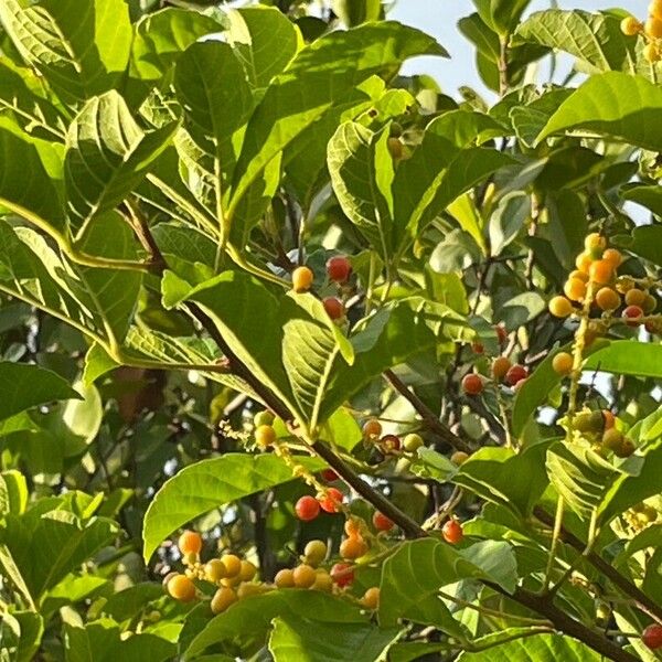 Allophylus edulis Fruit