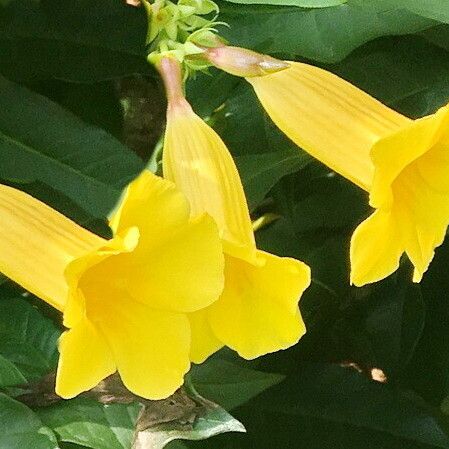 Allamanda schottii 花