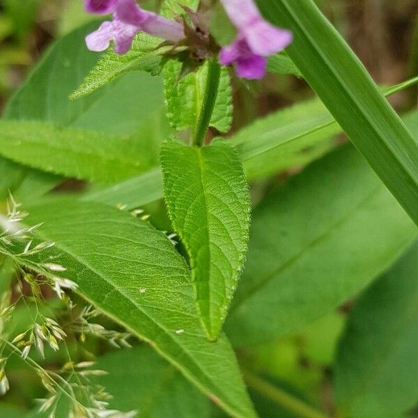 Stachys palustris Leaf