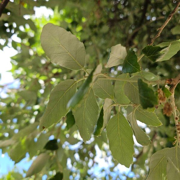 Quercus suber Fuelha