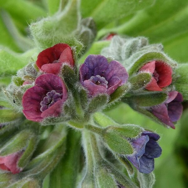 Cynoglossum officinale Flor