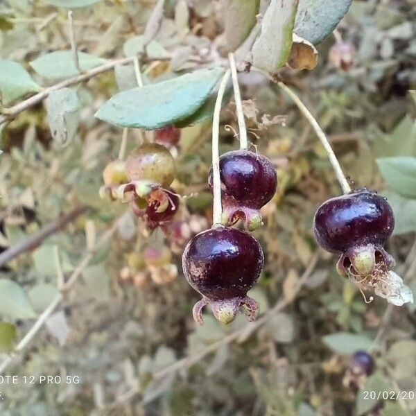 Luma chequen Fruto