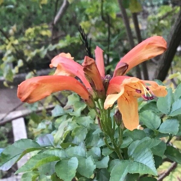 Tecoma capensis Flor