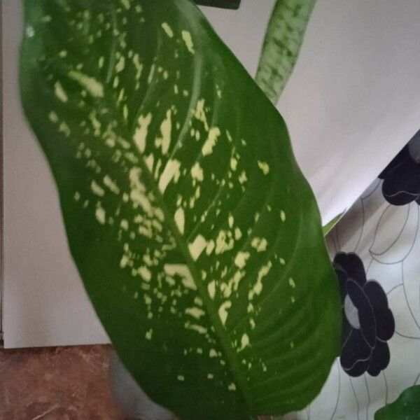 Dieffenbachia seguine Blad