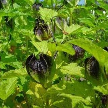 Nicandra physalodes Vekstform