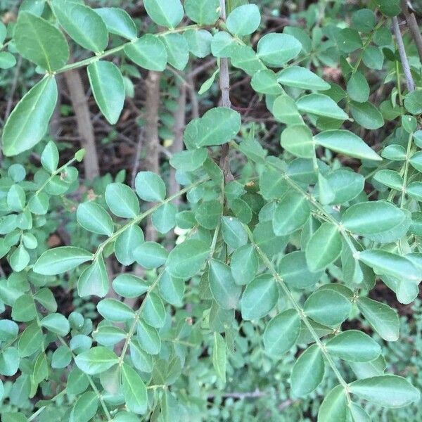 Zanthoxylum capense Leaf