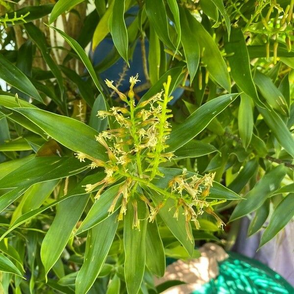 Dracaena mannii Çiçek