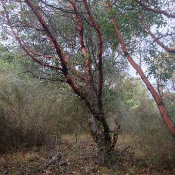 Arbutus menziesii Pokrój